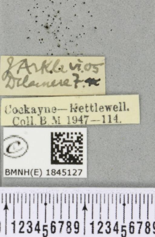 Macaria liturata ab. nigrofulvata Collins, 1905 - BMNHE_1845127_label_421561