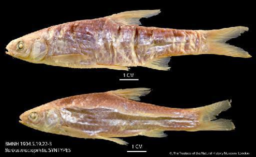 Barbus macropristis Boulenger, 1904 - BMNH 1904_5_19_22-3 Barbus macropristis, SYNTYPES