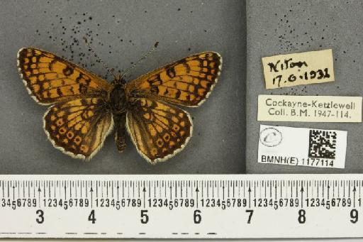 Melitaea cinxia ab. ocelliformis Reuss, 1921 - BMNHE_1177114_49096