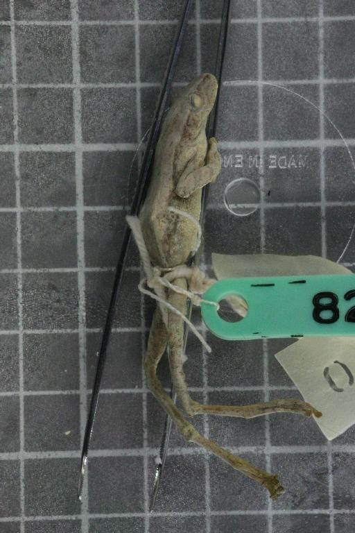 Rhacophorus turpes - Image of specimen 1974.828-832\1974.829