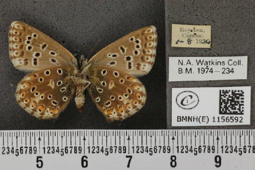 Lysandra coridon ab. nubila Bright & Leeds, 1938 - BMNHE_1156592_107878