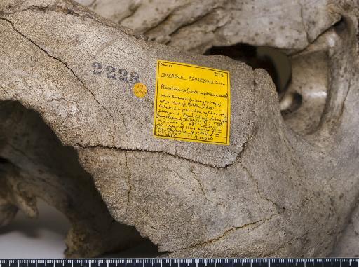 Toxodon platensis Owen, 1837 - NHMUK PV M 16560_4