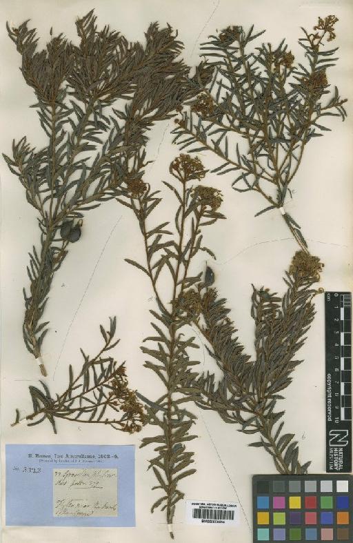 Grevillea phylicoides R.Br. - BM000839534 (2)