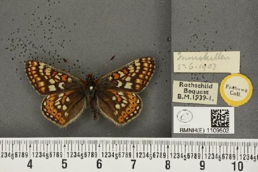 Euphydryas aurinia f. hibernica Birchall, 1873 - BMNHE_1109502_51123