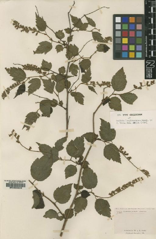 Neillia thibetica Bureau & Franch. - BM000622249