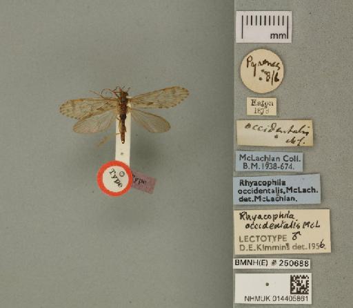 Rhyacophila occidentalis McLachlan, 1879 - 014405861_175588_1755918