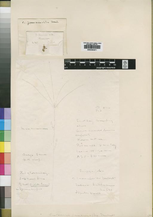 Crotalaria passerinoides Taub. - BM000843271
