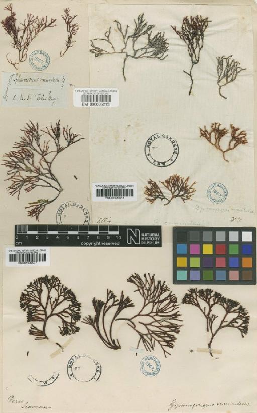 Fucus vermicularis Turner - BM001039078