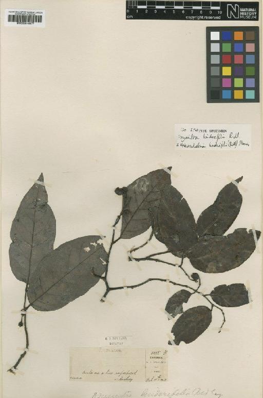 Friesodielsia linderifolia (Ridl.) Steenis - BM000946077