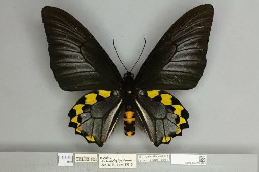 Troides hypolitus cellularis Rothschild, 1895 - 013605995__599282