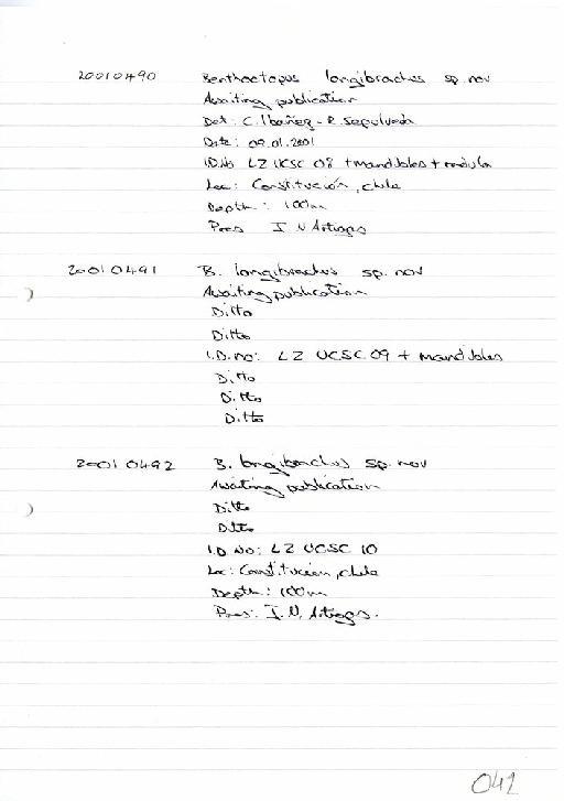 Benthoctopus longibracchus Ibanez et al. - Zoology Accessions Register: Mollusca: 2001: page 41