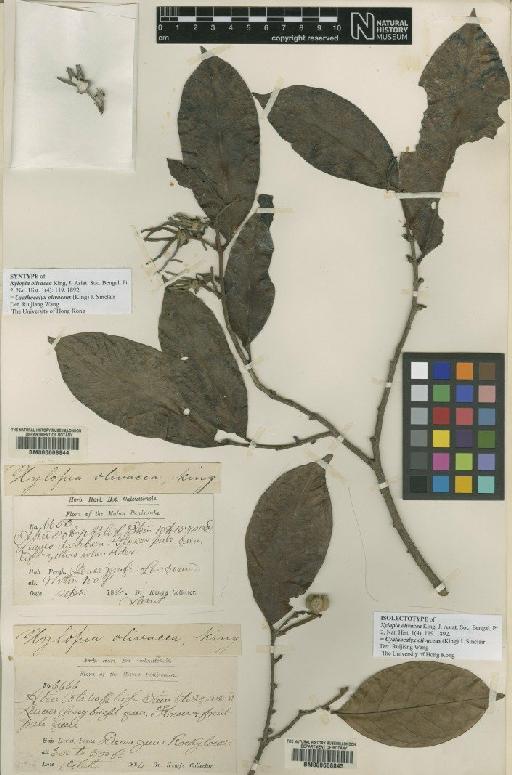 Cyathocalyx olivaceus (King) J.Sinclair - BM000608845