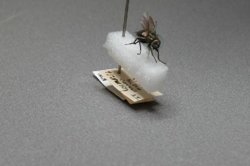 Sarcophaga (Myorhina) nigriventris Meigen, 1826 - 015091913_additional_4