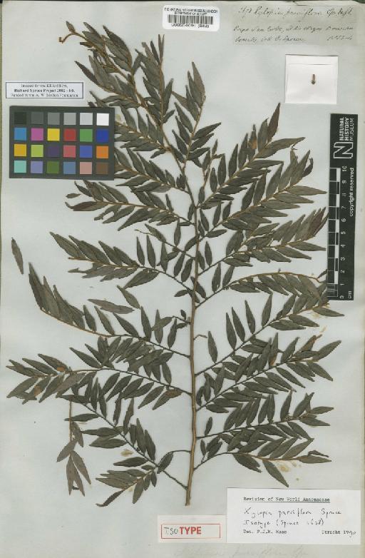 Xylopia parviflora Spruce - BM000554091