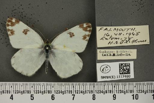 Pontia daplidice (Linnaeus, 1758) - BMNHE_1117480_68922