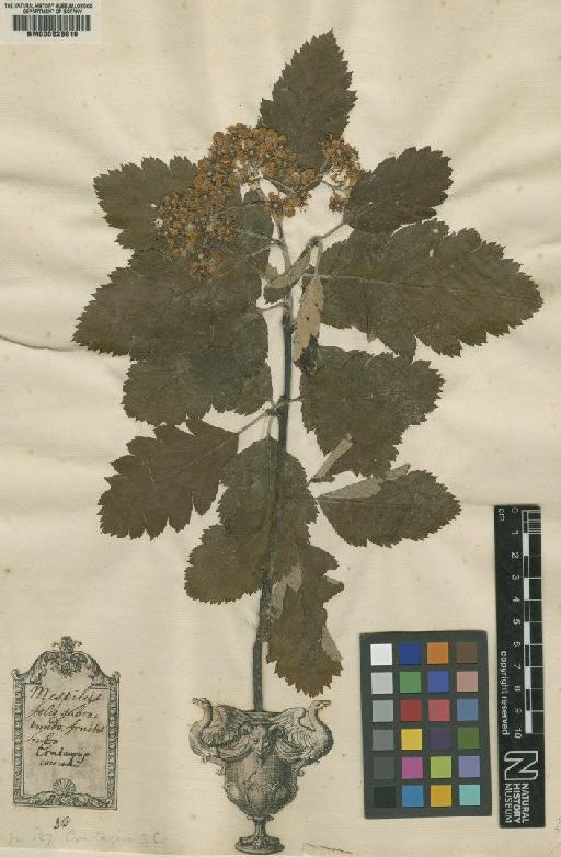 Crataegus coccinea L. - BM000628619