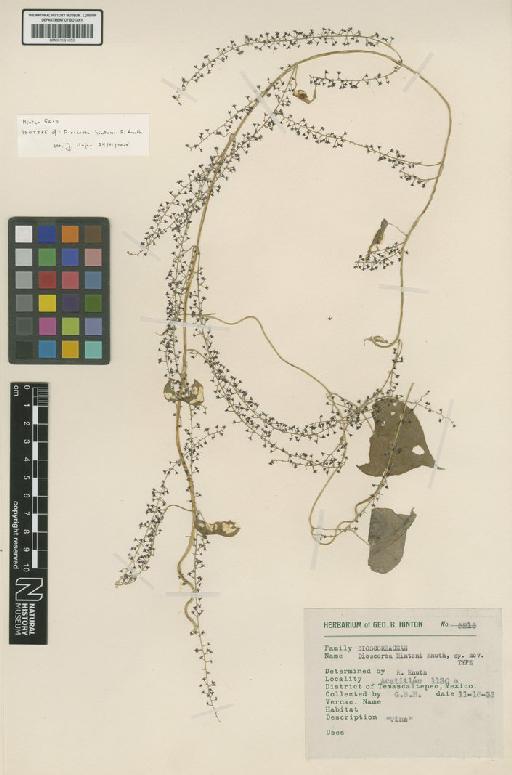 Dioscorea hintonii R.Knuth - BM001191053