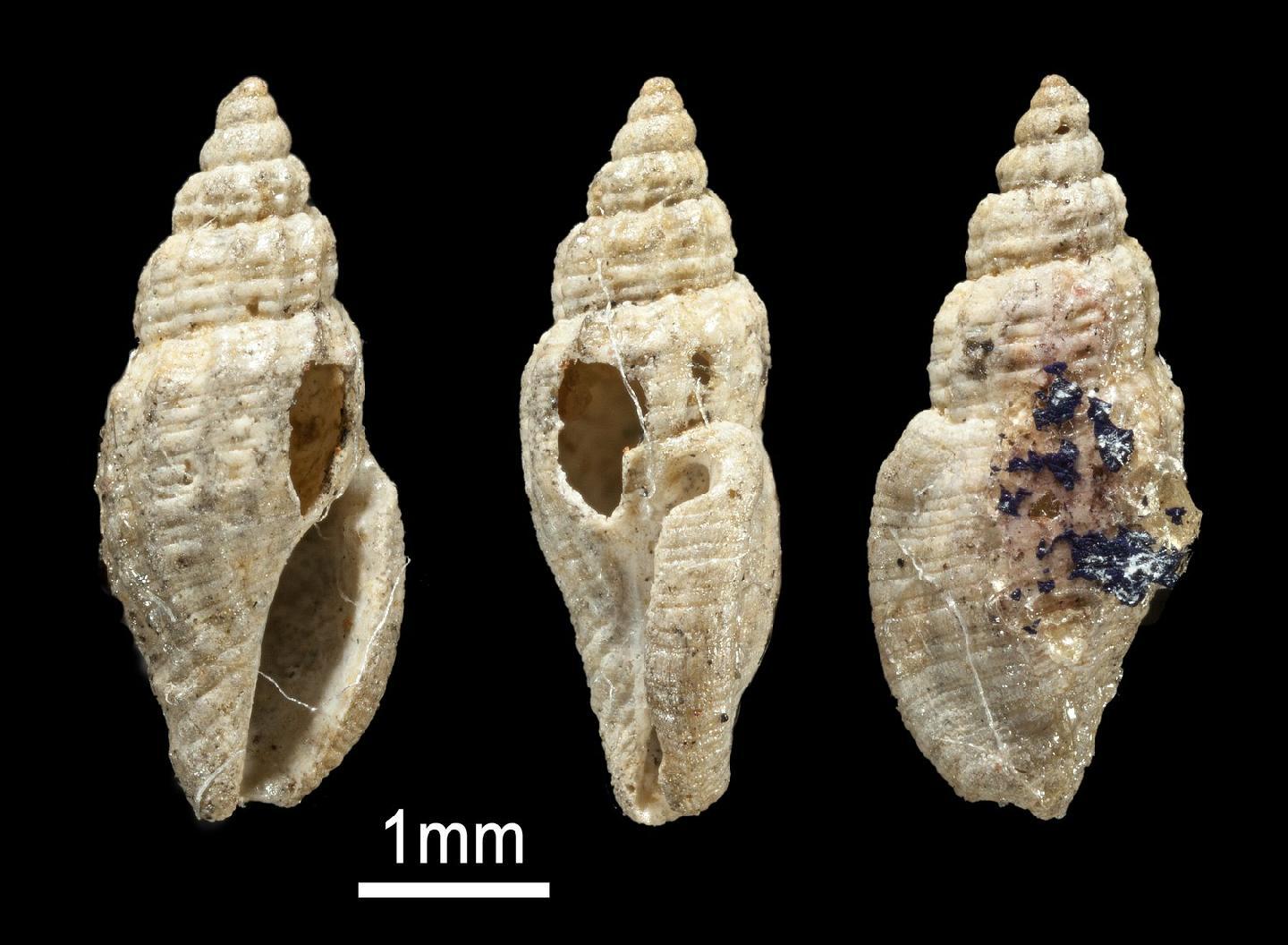 To NHMUK collection (Pleurotoma (Mangelia) subtilis Watson, 1881; SYNTYPE; NHMUK:ecatalogue:3500440)