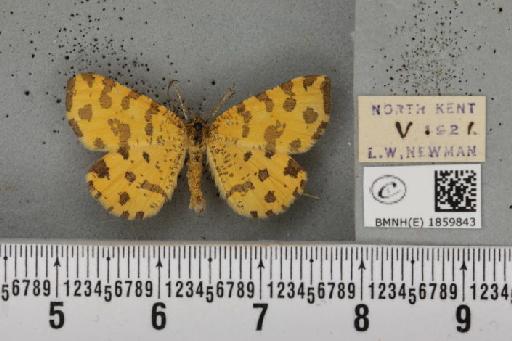 Pseudopanthera macularia (Linnaeus, 1758) - BMNHE_1859843_430180