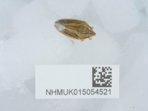Aelia acuminata burmeisteri Küster, 1852 - 015054521_1