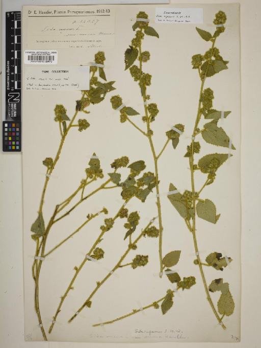 Sida rufescens A.St.-Hil. - BM000545643