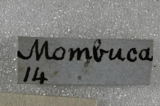 Trigona mombuca Smith, F., 1863 - Trigona_mombuca-BMNH(E)970284- label3-0.8x