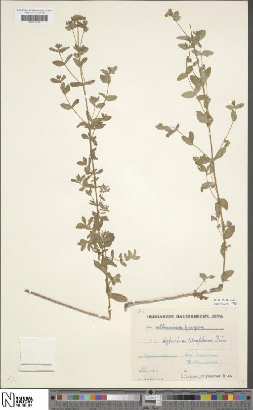 Hypericum tetrapterum Fr. - BM001203054