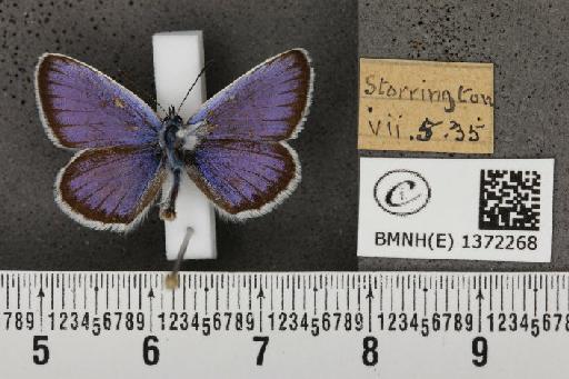 Plebejus argus argus - BMNHE_1372268_167146