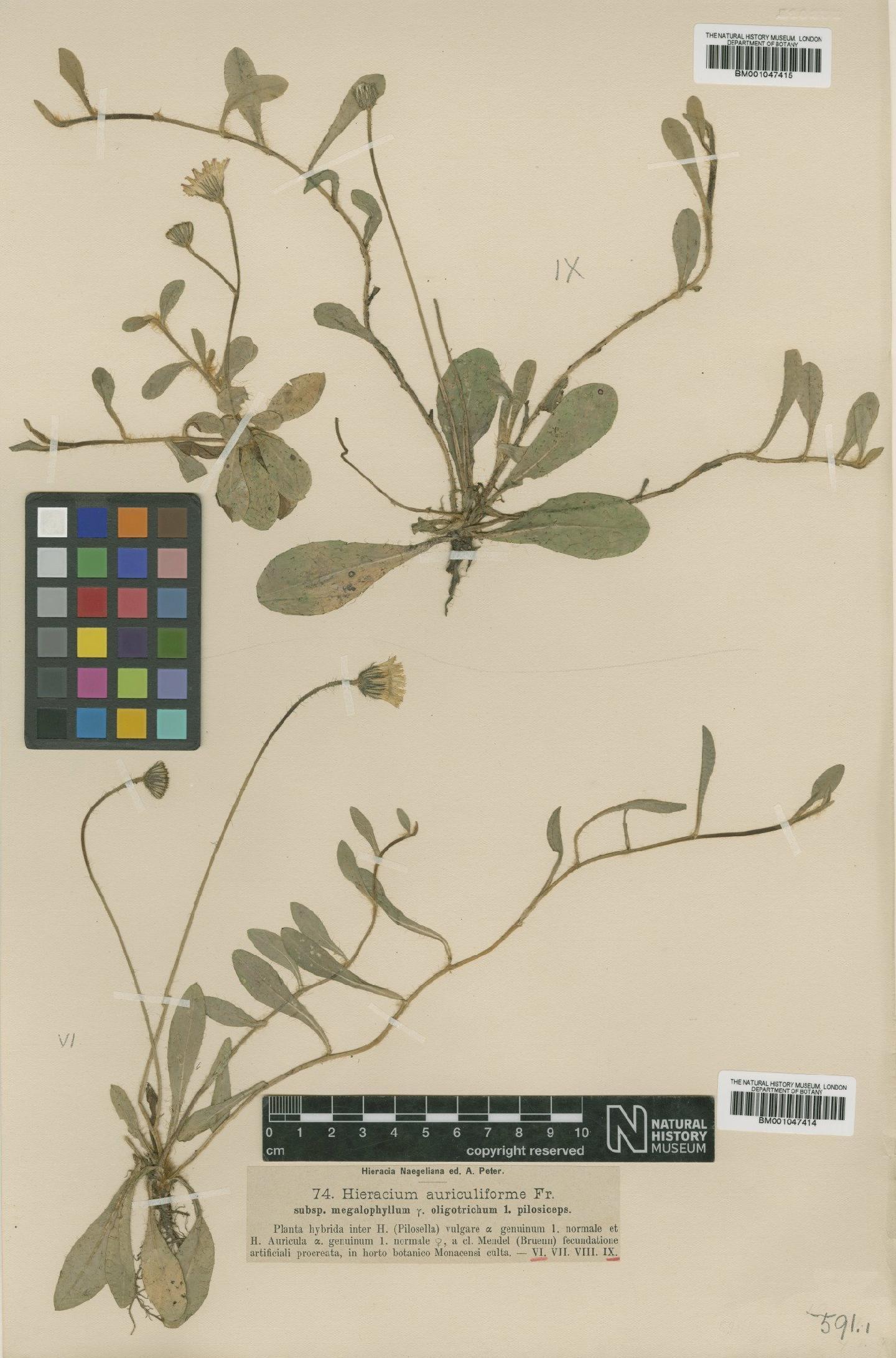 To NHMUK collection (Hieracium schultesii subsp. megalophyllum (Nägeli & Peter) Zahn; NHMUK:ecatalogue:2762708)