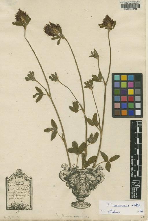 Trifolium rubens L. - BM000646750