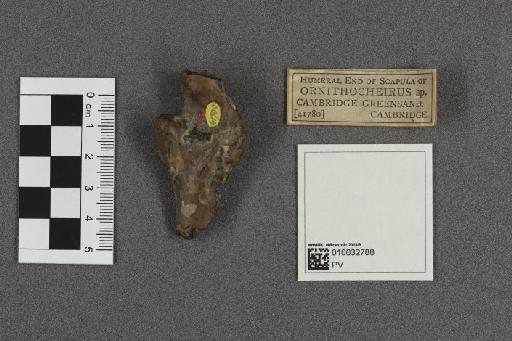 Ornithocheirus Seeley, 1870 - 010032788_L010092628