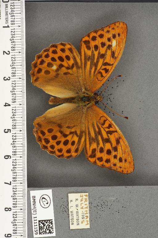 Argynnis paphia ab. caroffana Cabeau, 1923 - BMNHE_1111159_65958