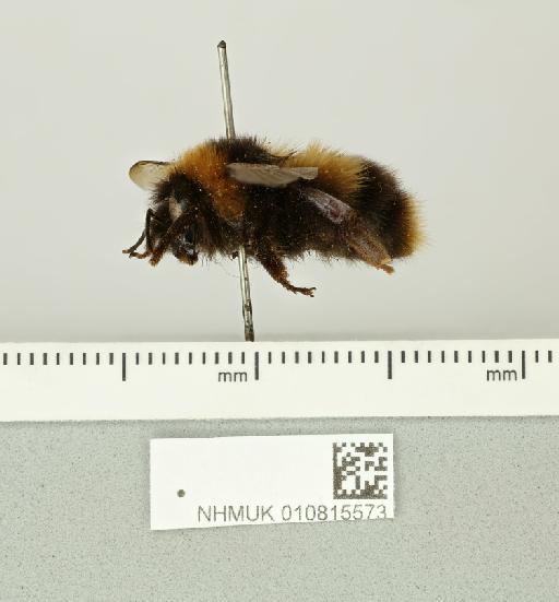 Bombus (Alpinobombus) groenlandicus Smith, F., 1854 - 010815573__-