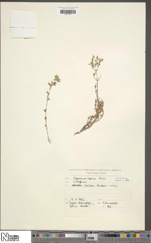 Hypericum lydium Boiss. - BM001202447