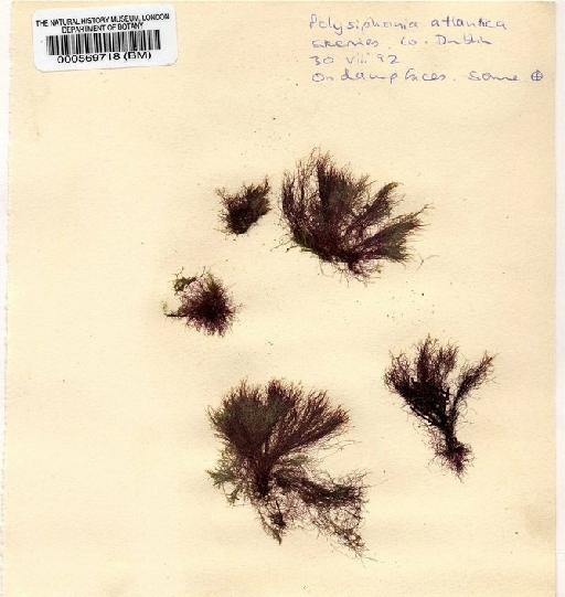Polysiphonia atlantica Kapraun & J.N.Norris - BM000569718.jpg