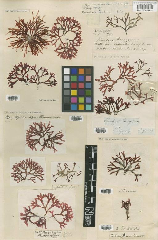 Ahnfeltiopsis devoniensis (Grev.) P.C.Silva & DeCew - BM000711559