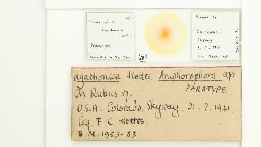 Amphorophora agathonica Hottes, 1950 - 014839305_112447_1092711_157842_Type
