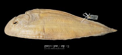 Paraplagusia robinsoni (Regan, 1919) - BMNH 1919.4.1.34, HOLOTYPE, Plagusia robinsoni, blind sign