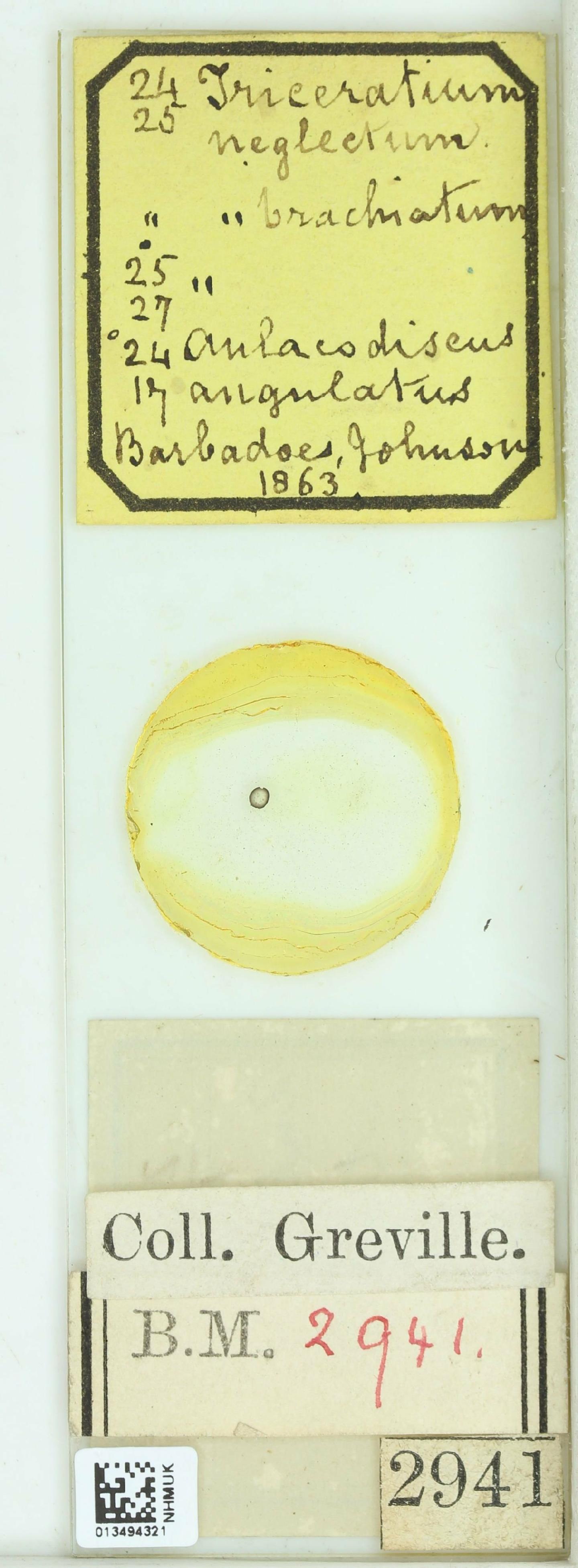To NHMUK collection (Triceratium neglectum Grev.; HOLOTYPE; NHMUK:ecatalogue:4738955)