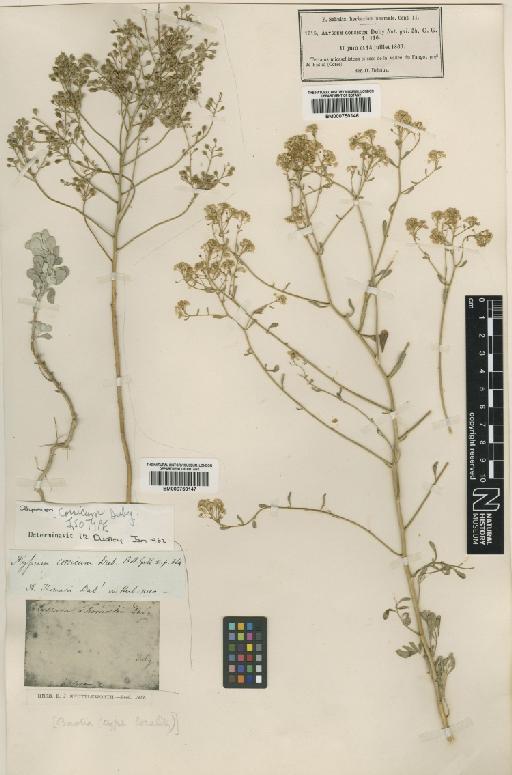 Alyssum corsicum Duby - BM000750146