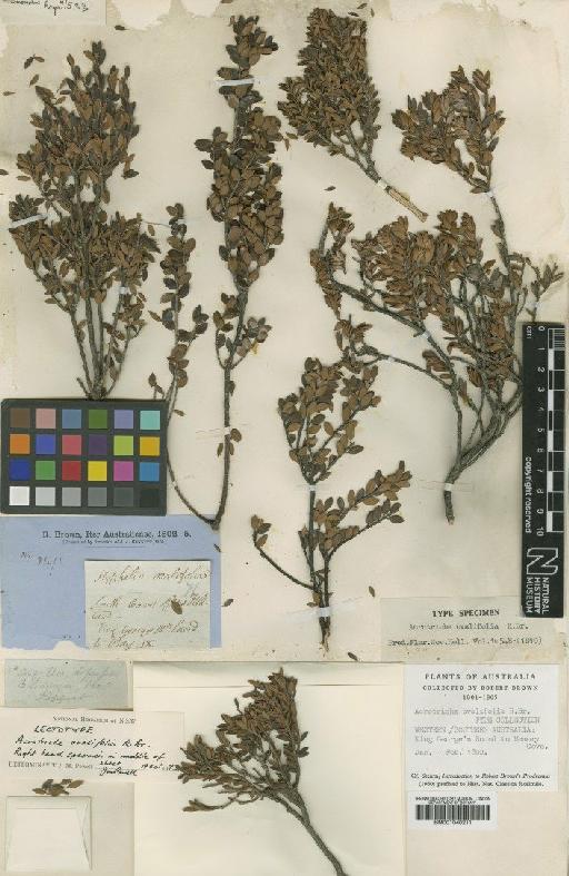 Acrotriche ovalifolia R.Br. - BM001040211