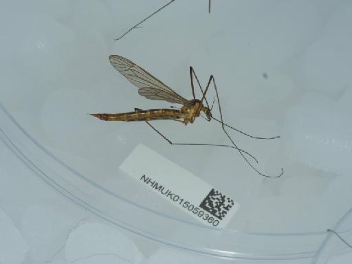 Nephrotoma scurra (Meigen, 1818) - 015059360_2
