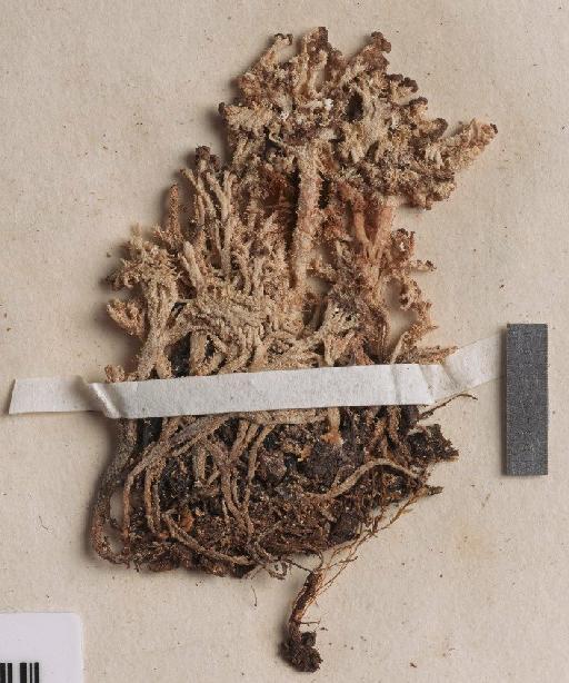 Cladonia rigida (Hook.f. & Taylor) Hampe - BM001097018_a
