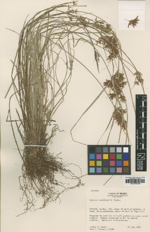 Cyperus breedlovei G.C.Tucker - BM000938320