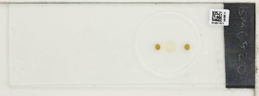 Plantae Haeckel - 014221677_289744_4514081