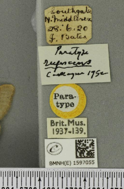 Idaea straminata ab. rufescens Cockayne, 1952 - BMNHE_1597055_label_299059