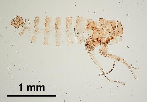 Trichomyia piricornis Freeman, 1949 - Trichomyia_piricornis-010210259-body-40_0x-scale