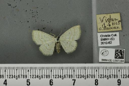 Scopula immutata (Linnaeus, 1758) - BMNHE_1587384_270485