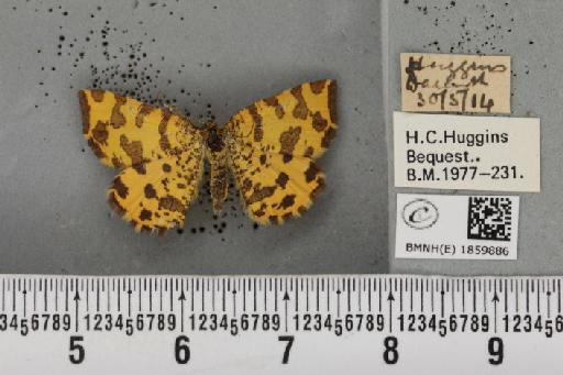 Pseudopanthera macularia (Linnaeus, 1758) - BMNHE_1859886_430223