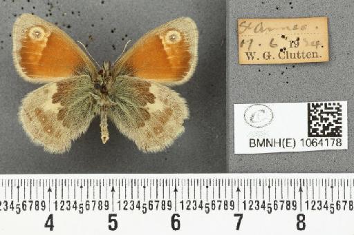 Coenonympha pamphilus ab. antirufa Leeds, 1950 - BMNHE_1064178_25214